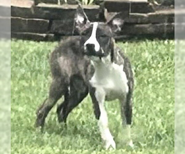 Medium Photo #1 Mutt Puppy For Sale in Houston, TX, USA