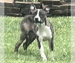 Small Mutt