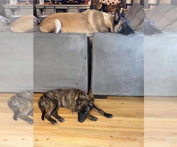Medium Photo #2 - Mix Puppy For Sale in Imlay City, MI, USA