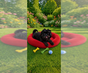 Rocky Ray - Male Shih Tzu Dog for Adoption - Photo #3