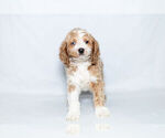 Small Photo #2 Cockapoo Puppy For Sale in NAPPANEE, IN, USA