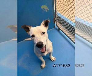 Dachshund-Unknown Mix Dogs for adoption in Calgary, Alberta, Canada