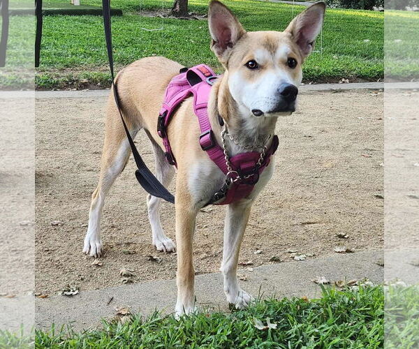 Medium Photo #9 American Pit Bull Terrier-Huskies  Mix Puppy For Sale in Yuba City, CA, USA
