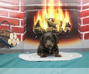 Dachshund Puppy for sale in CHANUTE, KS, USA