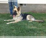 Small Photo #4 German Shepherd Dog Puppy For Sale in PENDLETON, OR, USA