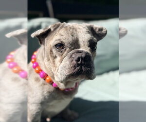 French Bulldog Dogs for adoption in St. Louis Park, MN, USA