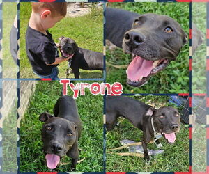 American Staffordshire Terrier-Labrador Retriever Mix Dogs for adoption in Blacksburg, SC, USA