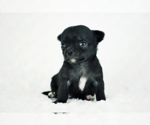 Chihuahua Puppy for sale in UNION GROVE, NC, USA