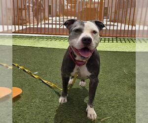 Mutt Dogs for adoption in Las Vegas, NV, USA