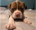 Small #6 Bull-Boxer