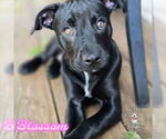Small #12 Staffordshire Bull Terrier Mix