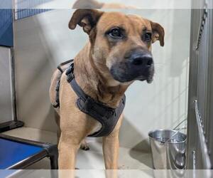 Mutt Dogs for adoption in Bakersfield, CA, USA