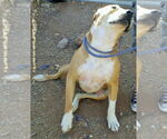 Small #6 American Pit Bull Terrier-Bull Terrier Mix
