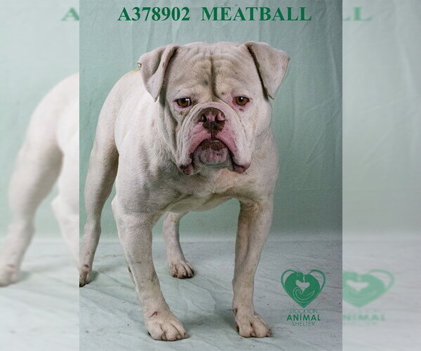 Medium Photo #2 American Bulldog Puppy For Sale in Stockton, CA, USA