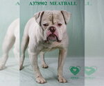 Small #1 American Bulldog