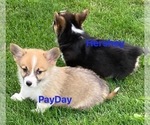 Small Photo #4 Pembroke Welsh Corgi Puppy For Sale in ELLENSBURG, WA, USA