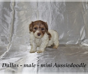 Aussiedoodle Miniature  Puppy for sale in HOPKINSVILLE, KY, USA