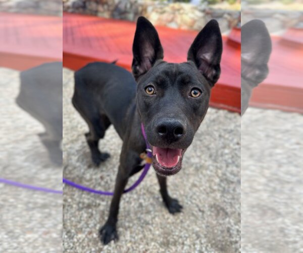 Medium Photo #2 Australian Kelpie-Labrador Retriever Mix Puppy For Sale in Newport Beach, CA, USA