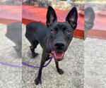 Small #1 Australian Kelpie-Labrador Retriever Mix