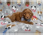 Small #2 Cockapoo (Miniature)