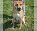 Small #2 German Shepherd Dog Mix