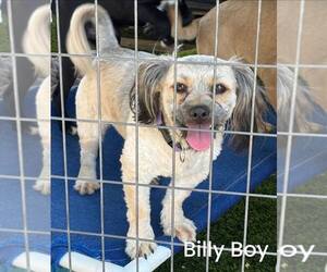 Lhasa Apso-Unknown Mix Dogs for adoption in Turlock, CA, USA
