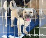 Small Lhasa Apso Mix