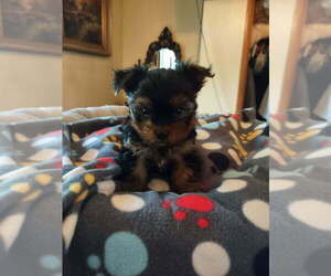 Yorkshire Terrier Puppy for sale in LE ROY, KS, USA