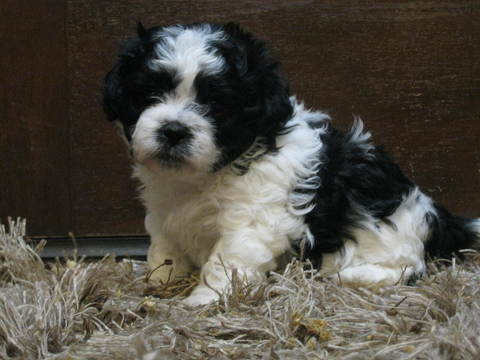 Medium Photo #1 Zuchon Puppy For Sale in MONTGOMERY, IN, USA