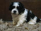 Small Photo #1 Zuchon Puppy For Sale in MONTGOMERY, IN, USA