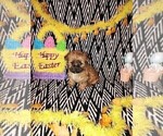 Small Photo #2 Yorkshire Terrier Puppy For Sale in LAPEER, MI, USA