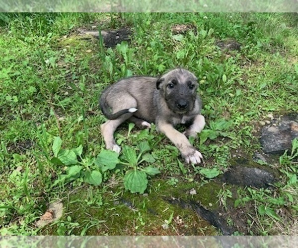 Medium Photo #8 Irish Wolfhound Puppy For Sale in ULYSSES, PA, USA