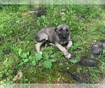 Small #7 Irish Wolfhound