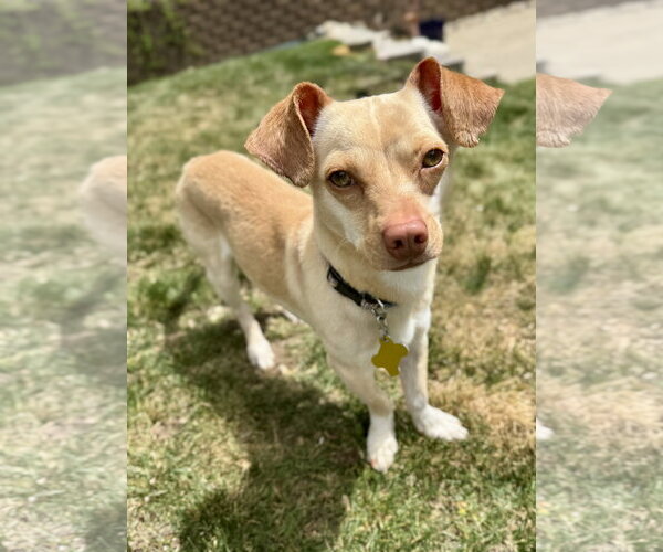 Medium Photo #4 Chiweenie Puppy For Sale in Sandy, UT, USA