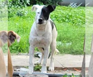 Labrador Retriever-Unknown Mix Dogs for adoption in San Antonio, TX, USA