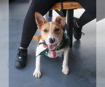 Small #2 Jack Russell Terrier Mix