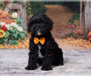 Cavapoo (Miniature) Puppy for sale in DUNDEE, OH, USA
