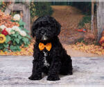 Image preview for Ad Listing. Nickname: Louie