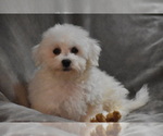 Small #4 Bichon Frise