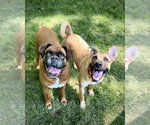 Small Photo #12 Shug Puppy For Sale in Dumont, NJ, USA