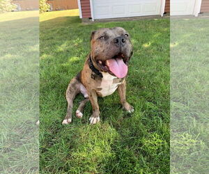 American Bulldog-Unknown Mix Dogs for adoption in Rockaway, NJ, USA