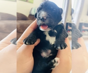 Sheepadoodle Puppy for Sale in EFFINGHAM, Illinois USA