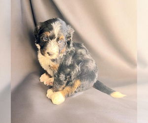 Bernedoodle (Miniature) Puppy for sale in DUNDEE, OH, USA
