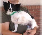 Small #1 Papillon