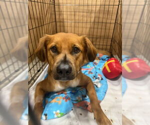 Anatolian Shepherd-Unknown Mix Dogs for adoption in Conroe, TX, USA
