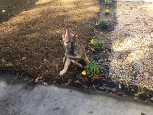 German Shepherd Dog Puppy for sale in SAVANNAH, GA, USA
