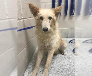 Mutt Dogs for adoption in Conroe, TX, USA