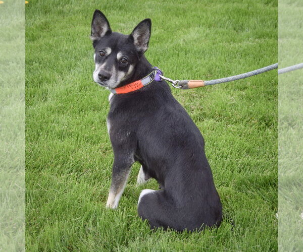 Medium Photo #3 Gerberian Shepsky Puppy For Sale in Huntley, IL, USA