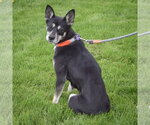 Small #2 Gerberian Shepsky