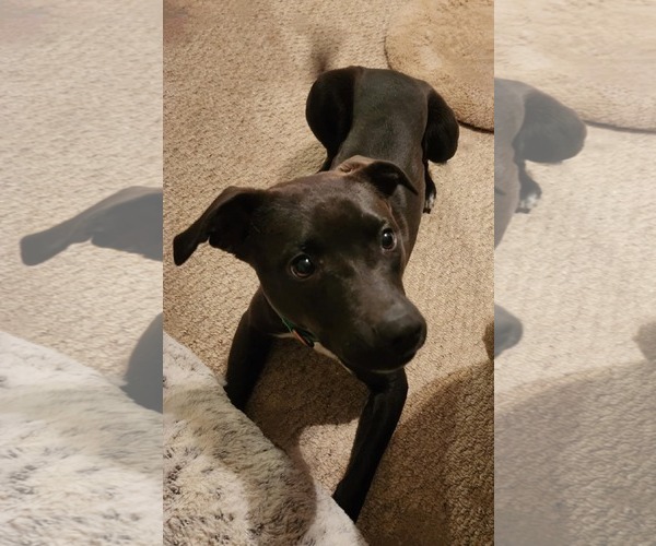 Medium Photo #4 Border Collie-Unknown Mix Puppy For Sale in White Bluff, TN, USA